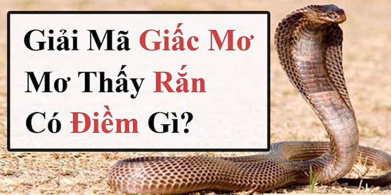 Nằm mơ thấy rắn có thật sự là điềm báo cho sự đen đủi?