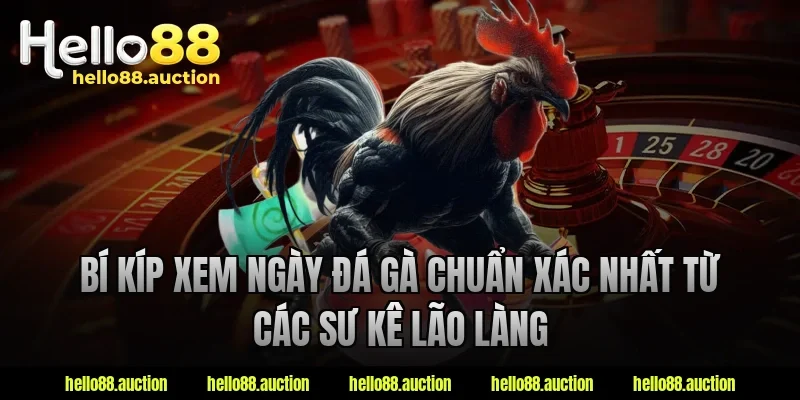 Bí kíp xem ngày đá gà chuẩn xác nhất từ các sư kê lão làng