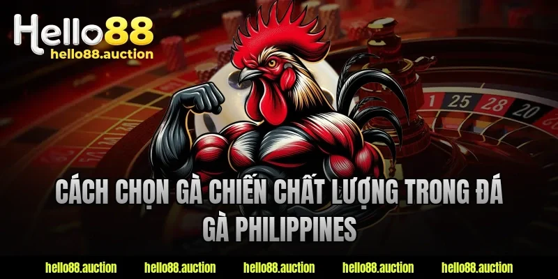 Cách chọn gà chiến chất lượng trong đá gà Philippines