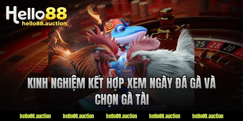 Kinh nghiệm kết hợp xem ngày đá gà và chọn gà tài