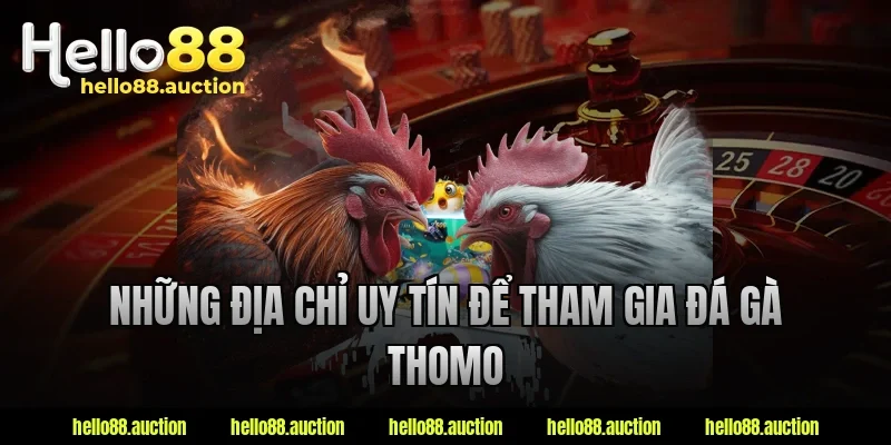 Những địa chỉ uy tín để tham gia đá gà Thomo