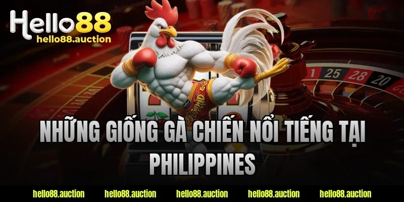 Những giống gà chiến nổi tiếng tại Philippines