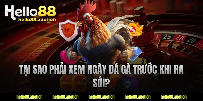 Tại sao phải xem ngày đá gà trước khi ra sới?
